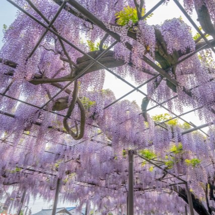 自慢の藤棚